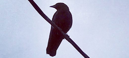 Crow On The Wire